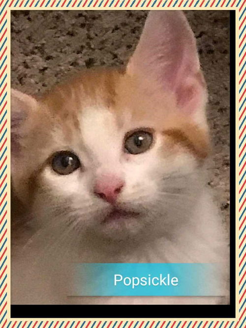 Popsickle
