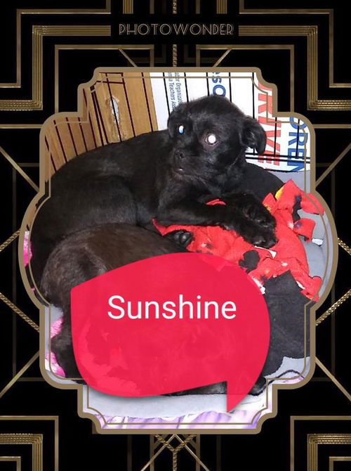 Sunshine