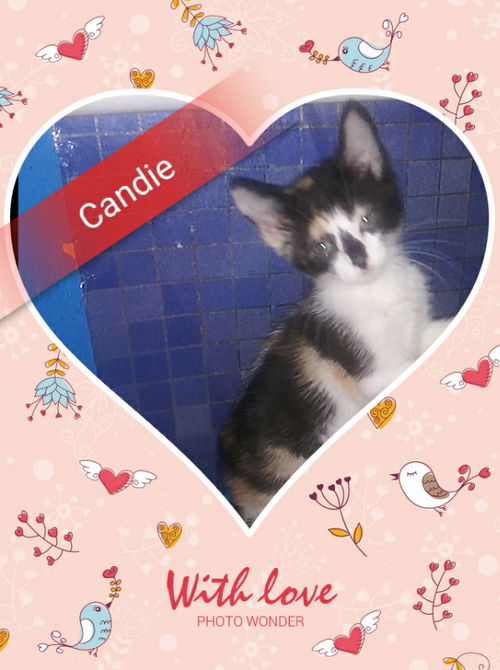 Candie