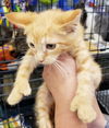 Tigger