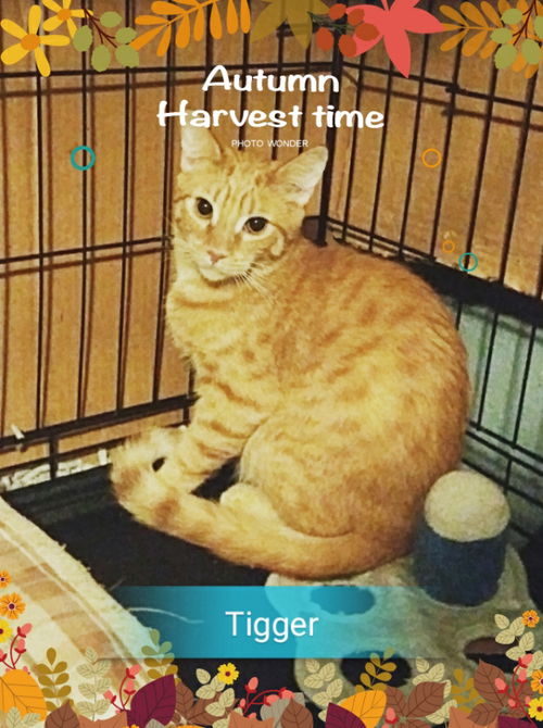 Tigger