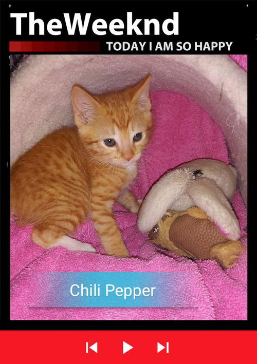 Chili Pepper