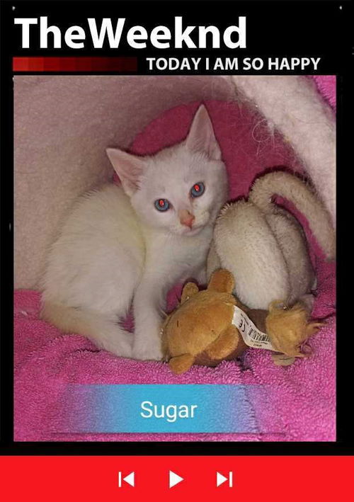 Sugar