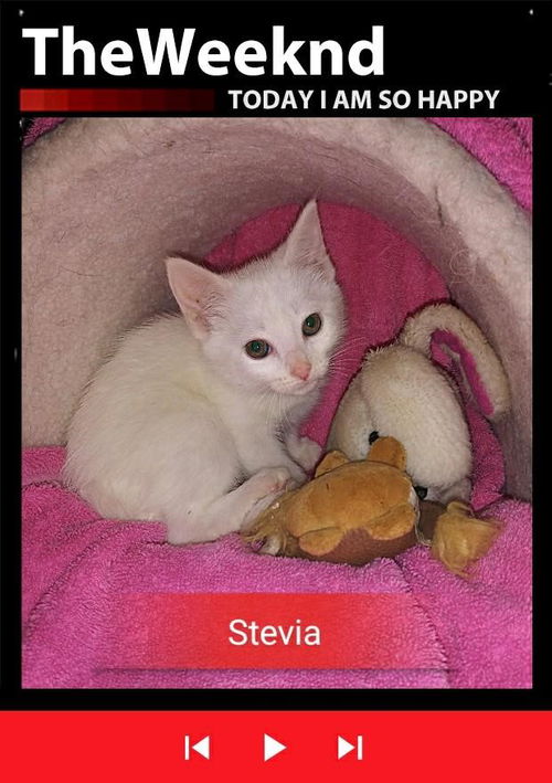 Stevia