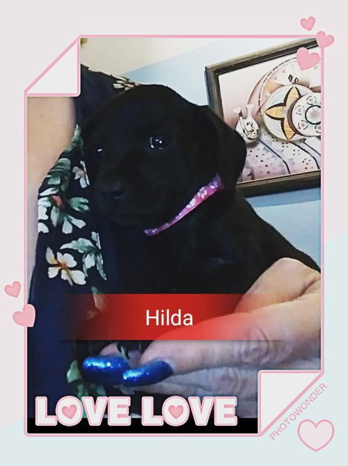 Hilda