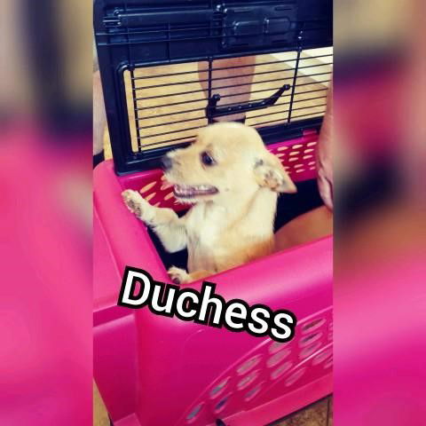 Duchess