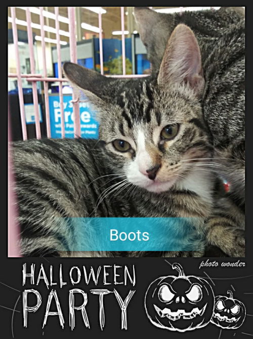Boots