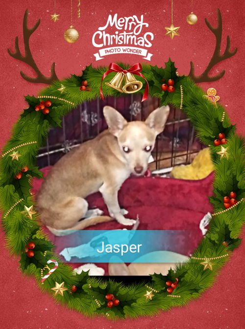 Jasper