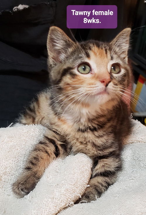 Tawny