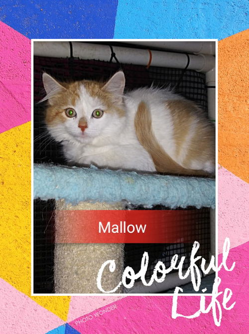 Mallow