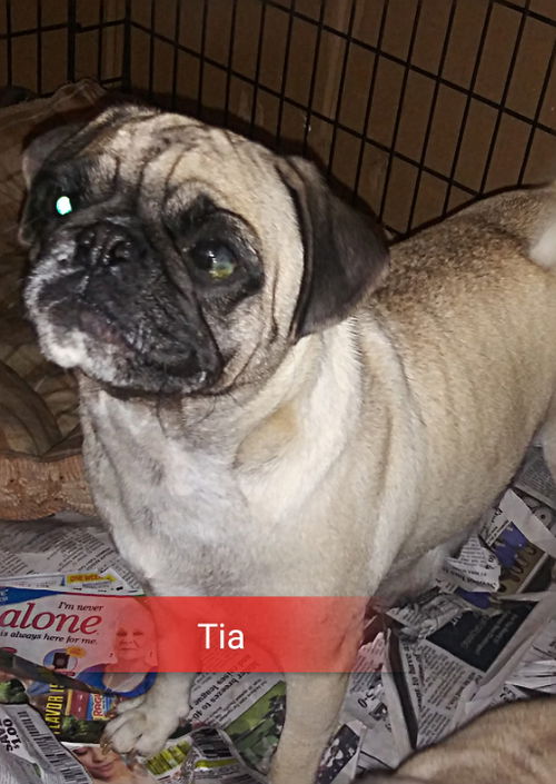 Tia