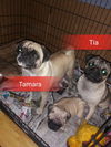 Tia