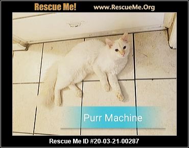 Purr Machine