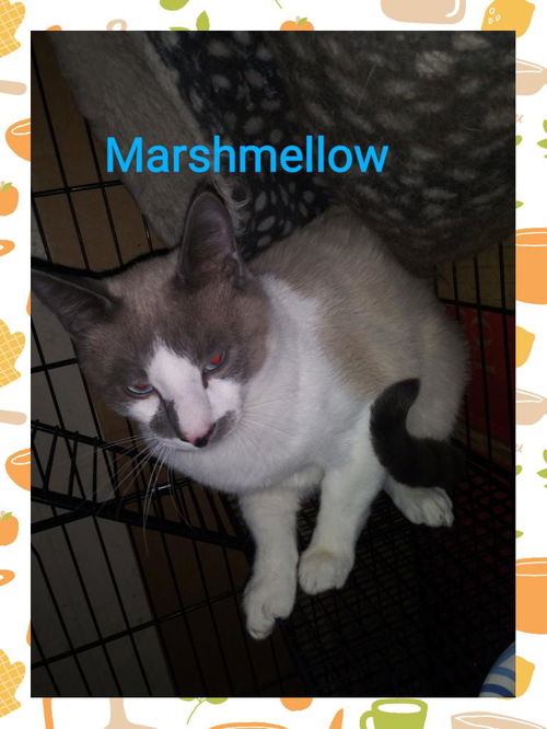 Marshmellow