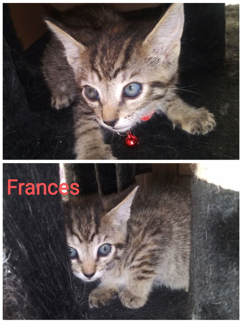 Frances