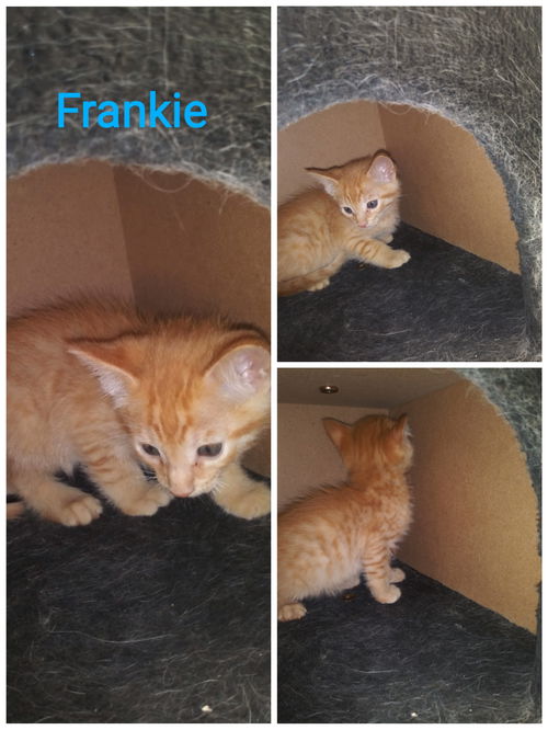 Frankie