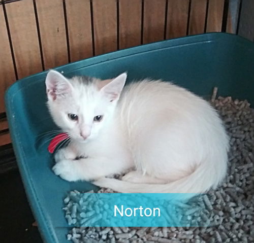 Norton