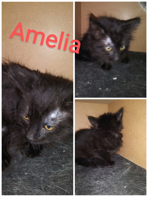 Amelia