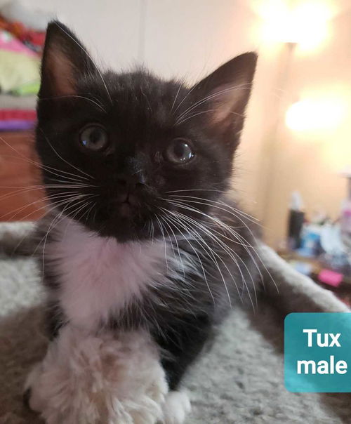 Tux