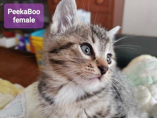 Pickaboo