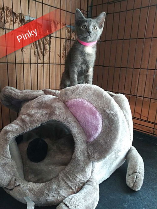 Pinky
