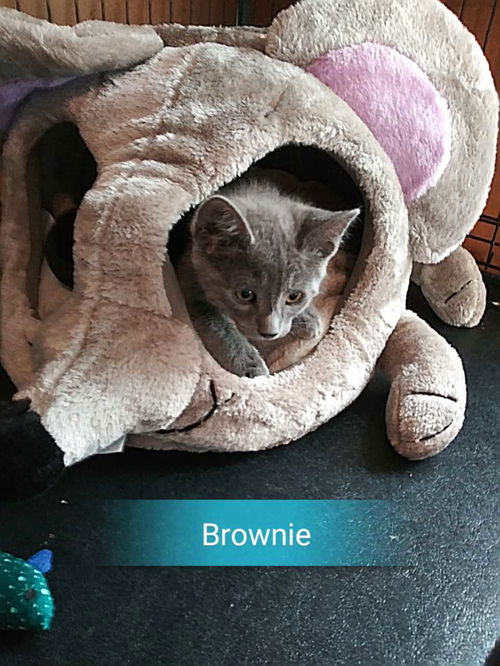 Brownie