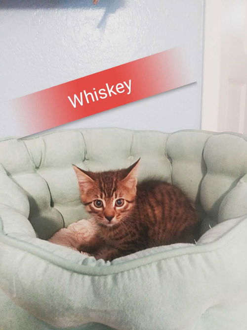 Whiskey