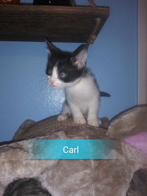 Carl