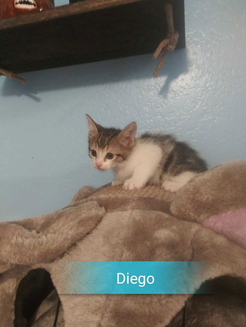 Diego