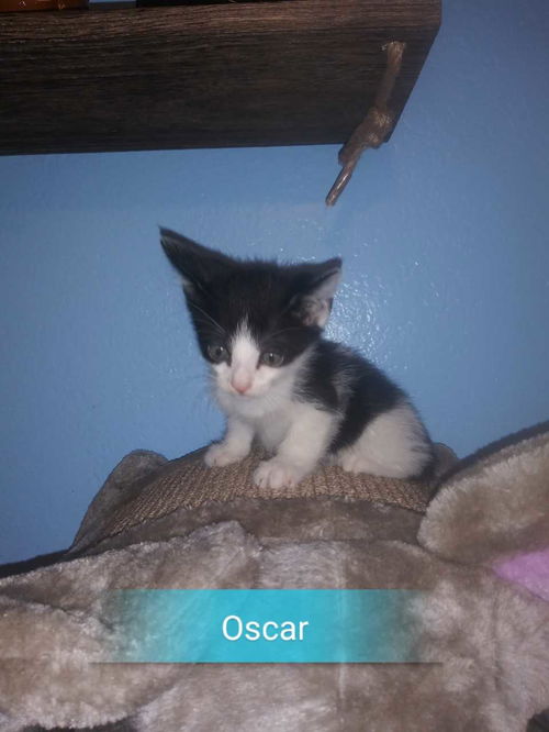 Oscar