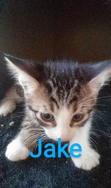 Jake