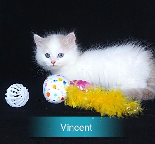 Vincent