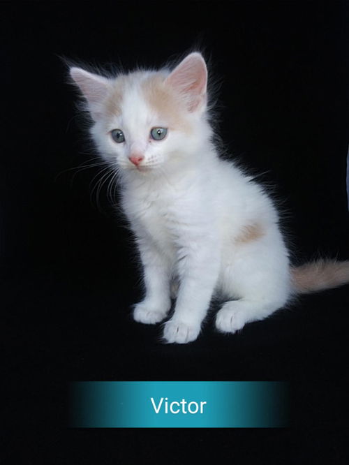 Victor