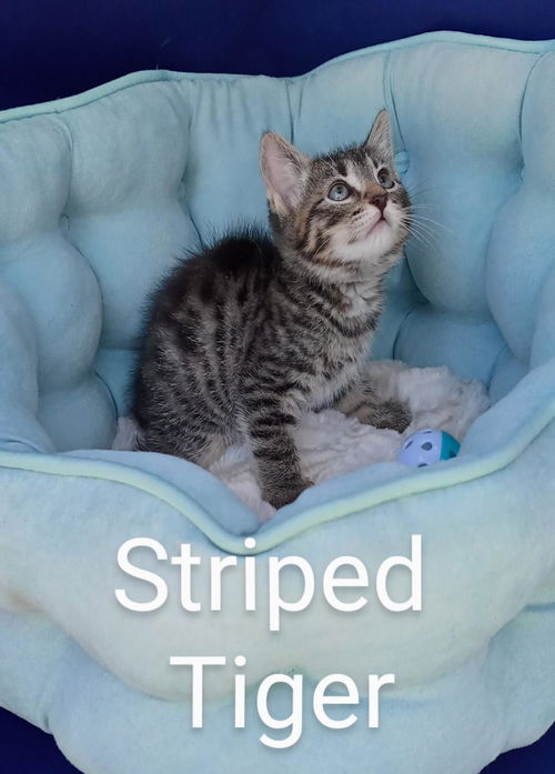 Striped Tiger