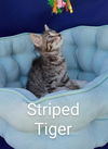 Striped Tiger