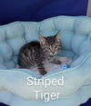 Striped Tiger