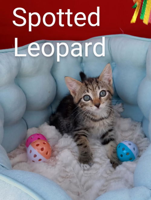 Spotted Leopard