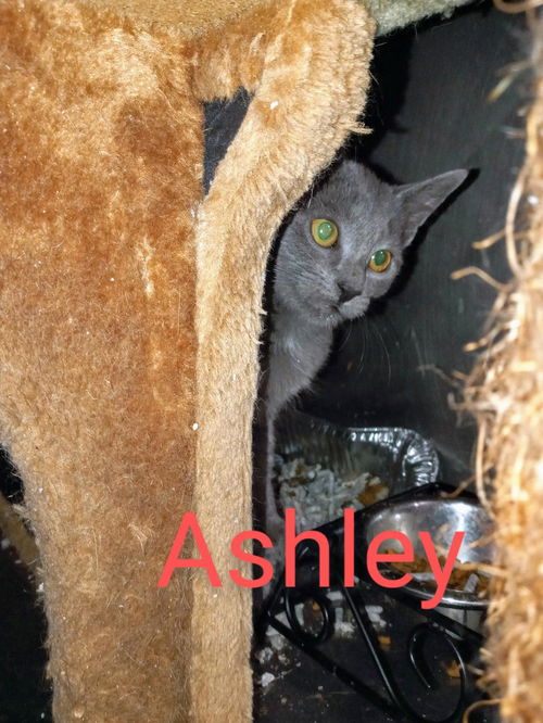 Ashley