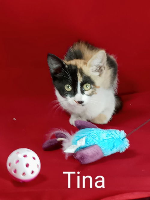 Tina