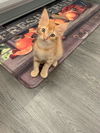 Buttercup