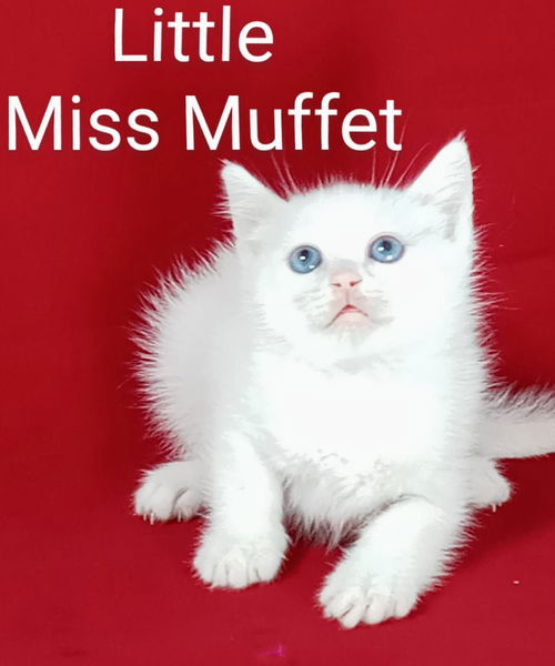 Little Miss Muffet