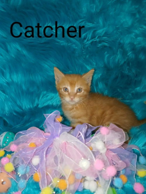 Catcher