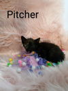 Pitcher