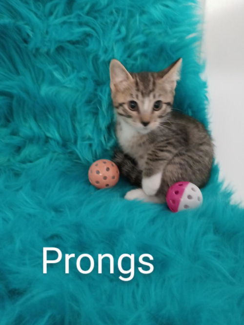 Prongs