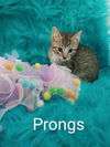 Prongs