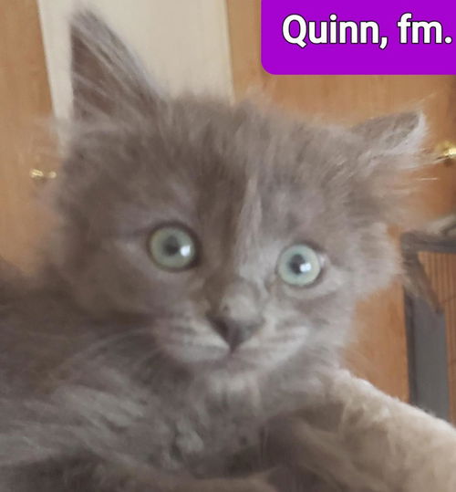 Quinn