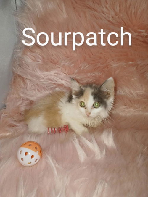 Sourpatch