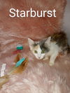 Starburst