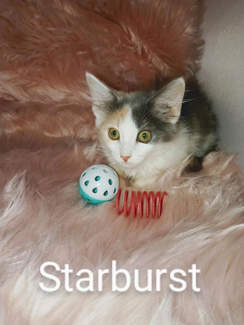 Starburst