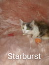 Starburst
